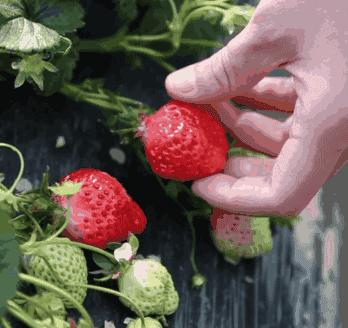 大连草莓采摘全过程,大连草莓采摘园推荐