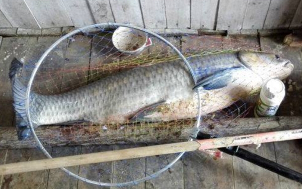 夏天黑坑钓青鱼可以用什么小药,野钓青鱼的最佳时间