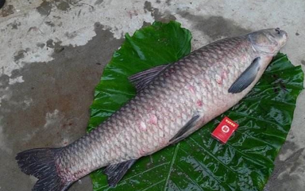 夏天黑坑钓青鱼可以用什么小药,野钓青鱼的最佳时间