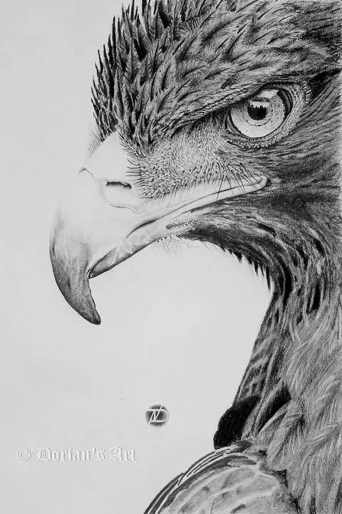 鹰怎么画又霸气又真实,要怎么画真实的老鹰