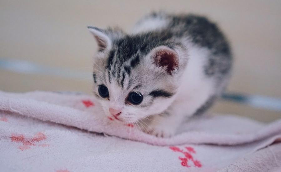 小奶猫掉进水坑里,小奶猫去厕所