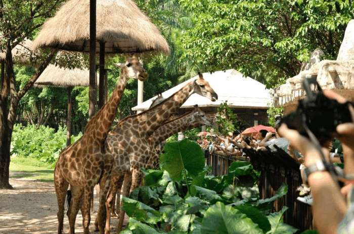 比广州长隆公园还大的公园,比长隆更好玩的有哪些地方