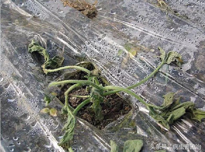 小麦枯萎发黄死苗怎么回事,秧苗移栽后大面积枯萎是什么原因