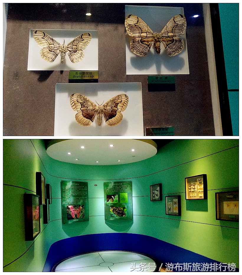 上海昆虫博物馆蜘蛛,上海昆虫博物馆珍藏馆