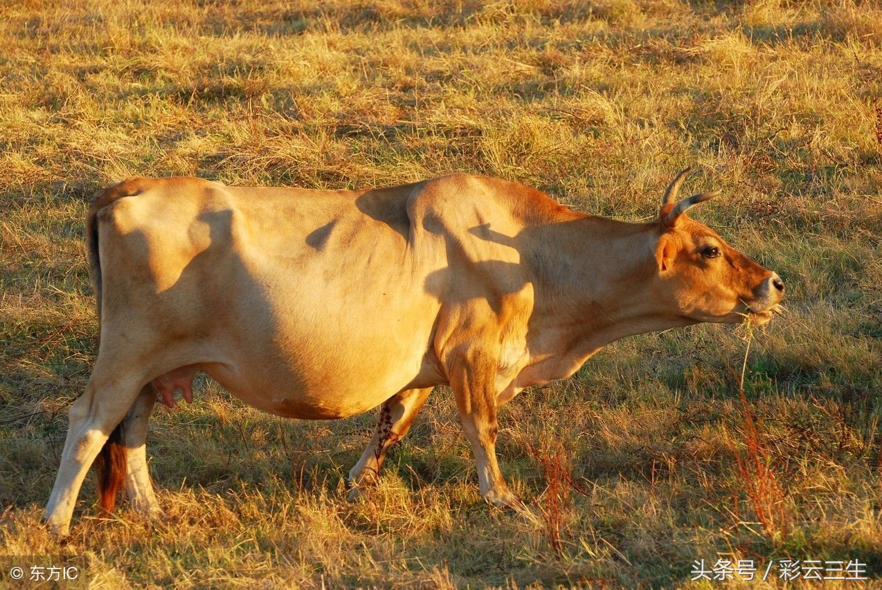 母牛不孕怎么办？母牛不孕症的治疗方法