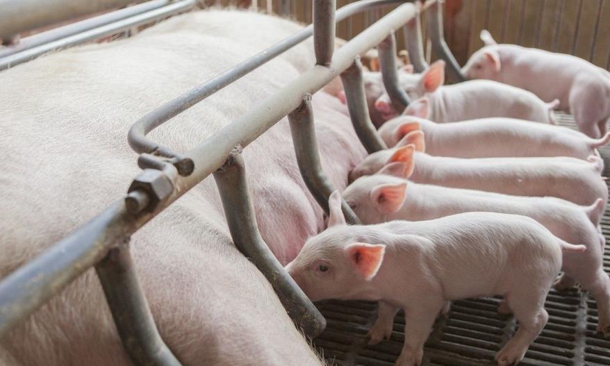 养猪补贴新政策在哪里实行,养猪补贴要满足什么条件