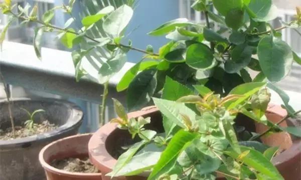 花卉栽不活怎么办,花卉枯萎怎么补救