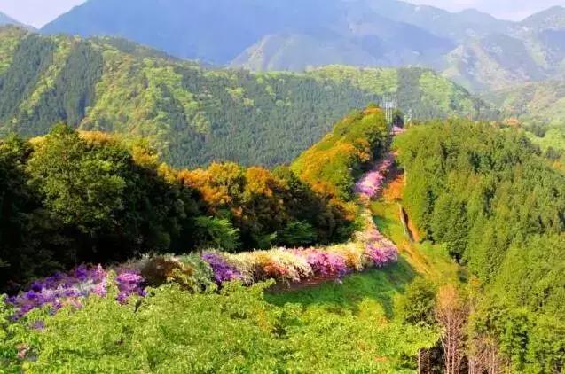 乐活旅行：错过了樱花，日本还有五处最美的紫藤花等着你！
