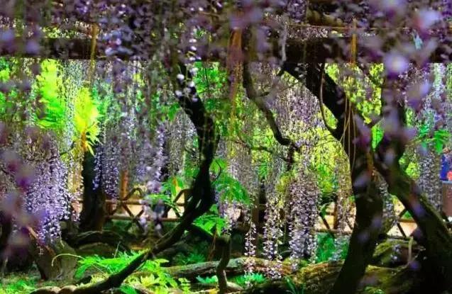 乐活旅行：错过了樱花，日本还有五处最美的紫藤花等着你！