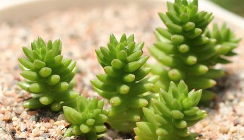 老花匠养的仙人掌,老花匠教你养花