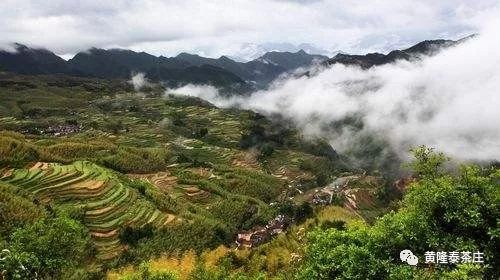 老张说茶老白茶,老张说茶的技巧