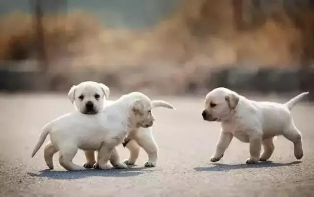 十个拉布拉多,拉布拉多一窝下14个人