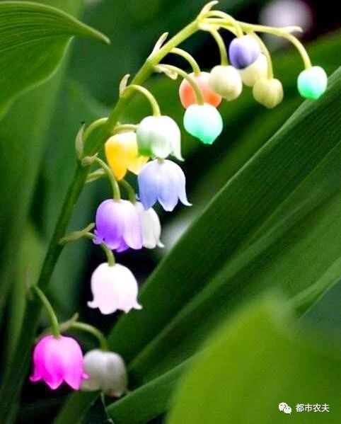 哪些国家的国花是牡丹,为什么中国的国花是牡丹