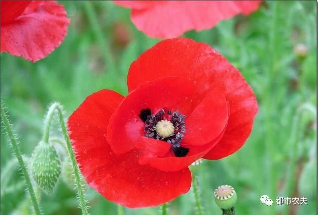 哪些国家的国花是牡丹,为什么中国的国花是牡丹