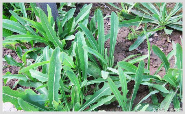 农村大妈偏方大全,一招解决上火的小偏方