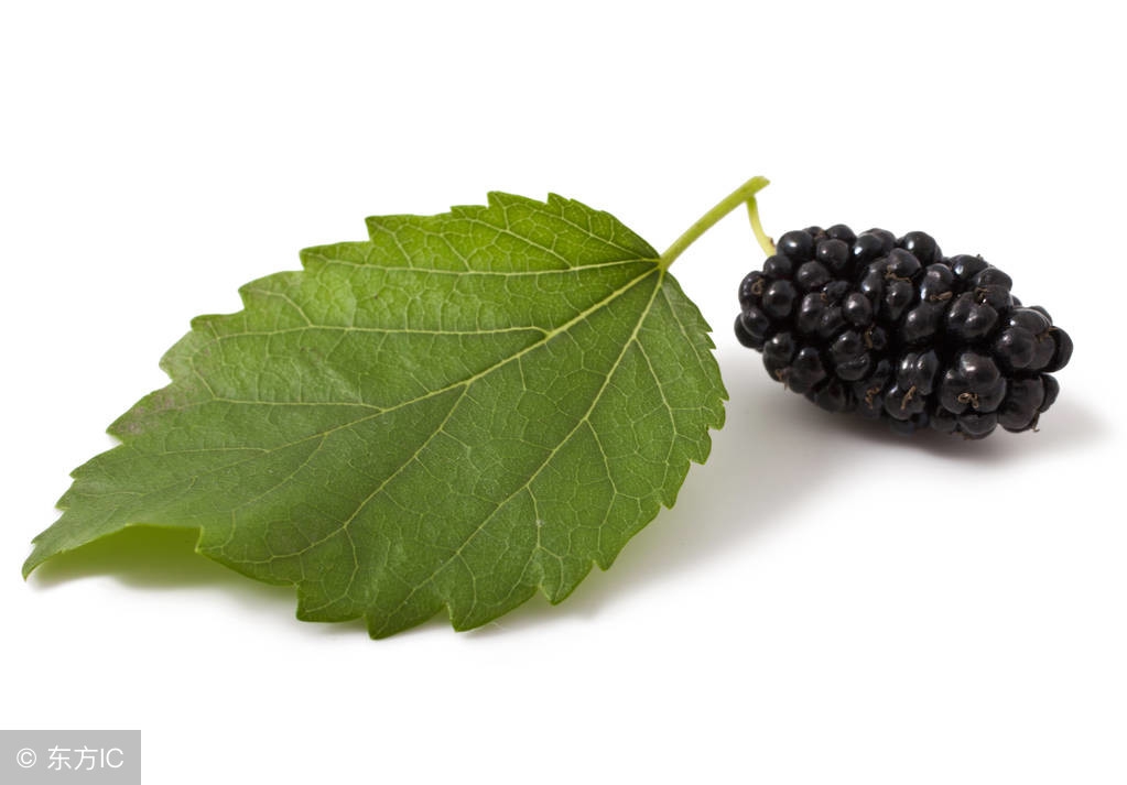 秋桑叶功效与作用,桑叶对痛风的作用