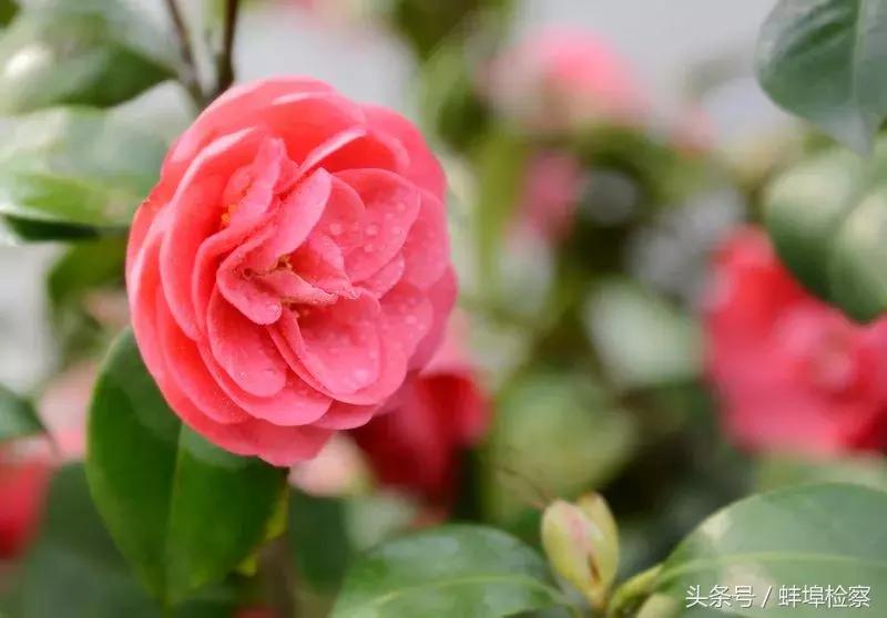 诗词丨你几月出生,就是哪种花,美到极致