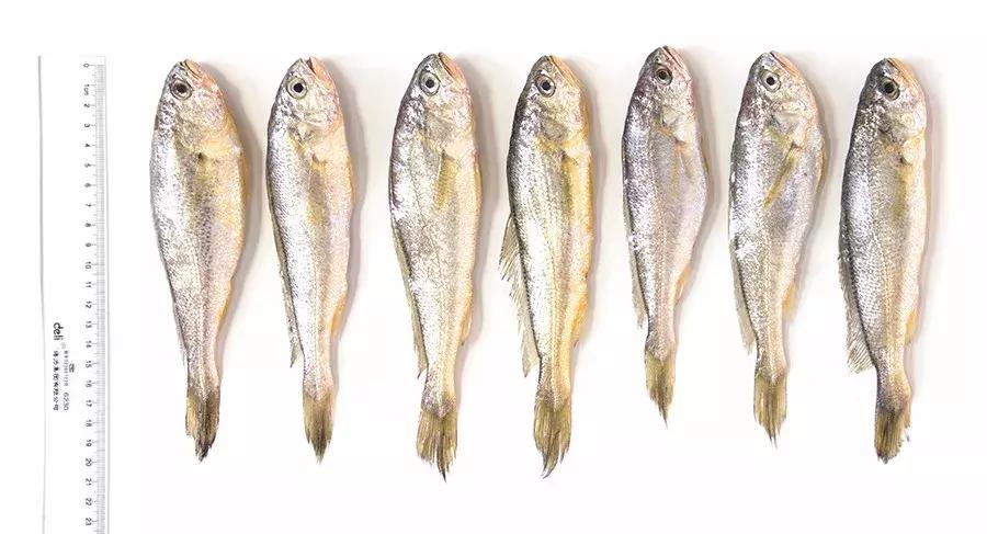 缃戜笂涔扮殑绮惧搧鐚倝,缃戜笂娣樺埌鐨勫ソ涓滆タ