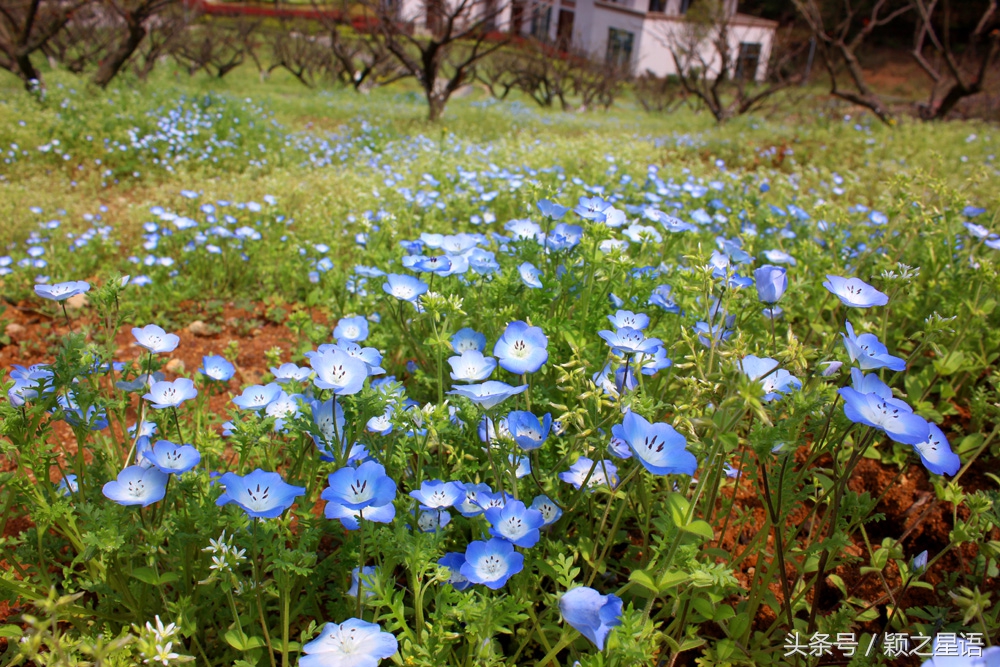 宁波植物园樱花最佳拍摄,花花世界桃博园