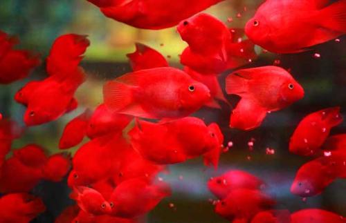 血鹦鹉的养殖方法和注意事项,血鹦鹉怎么养