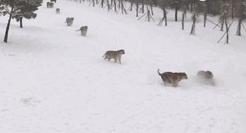 什么鹅的战斗力最强,鹅的战斗力是什么梗