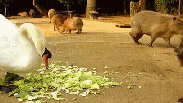 什么鹅的战斗力最强,鹅的战斗力是什么梗