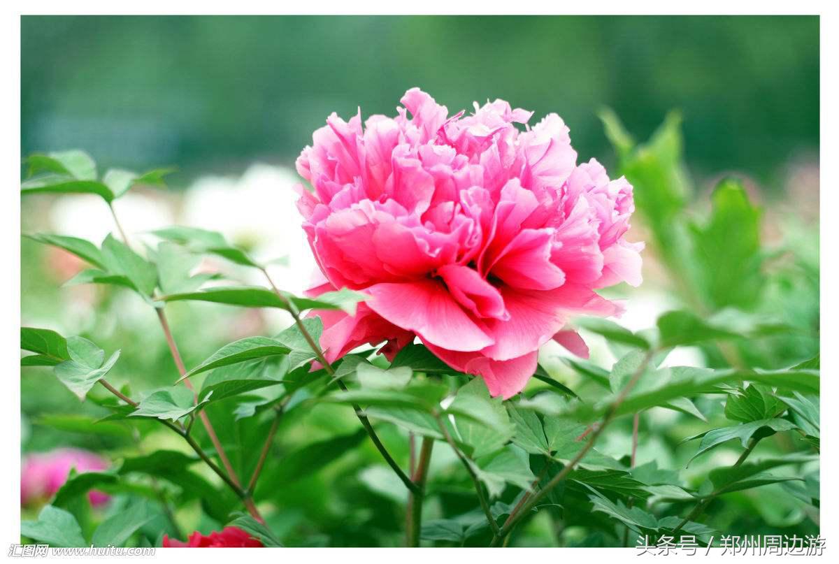 描写牡丹花的诗句开头,关于牡丹诗句和好词好句