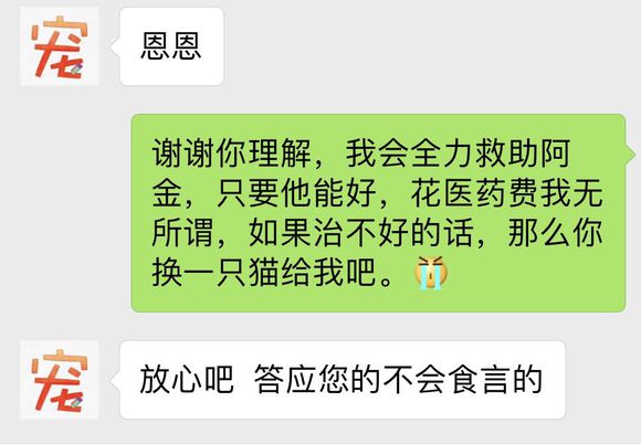 刚买的英短猫不幸得了猫瘟，一天500元的住院费用，只因不忍放弃