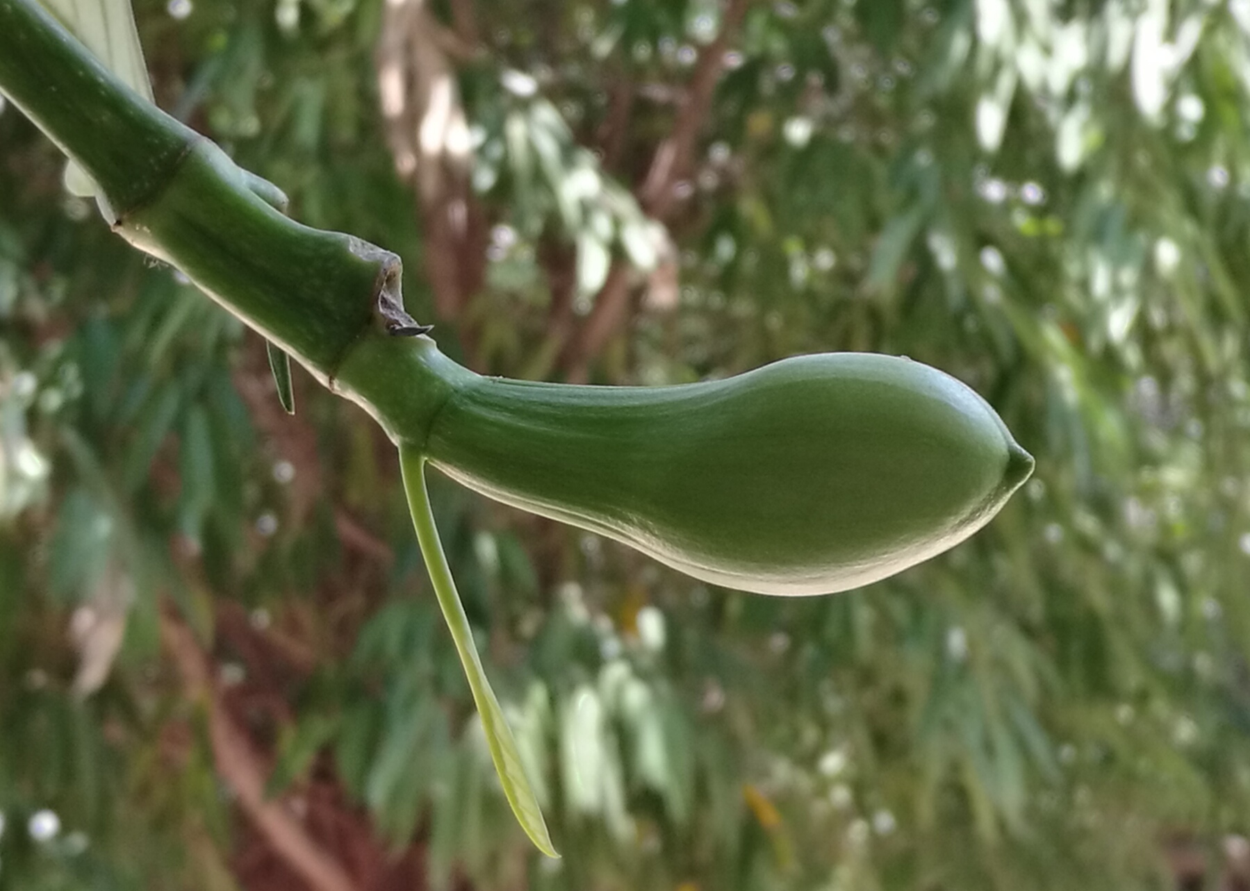 海南菠萝蜜怎么来的,海南三亚菠萝蜜成熟季节