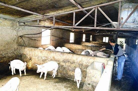 16年进入养猪行业的老李的这段话，说出了无数农村养殖人的心声！