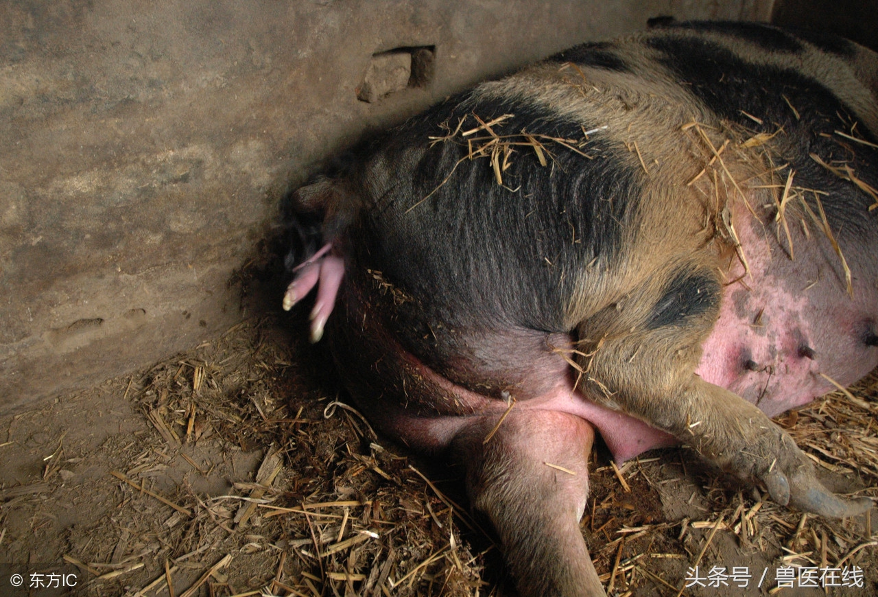 母猪难产怎么处理,母猪难产掏猪技巧