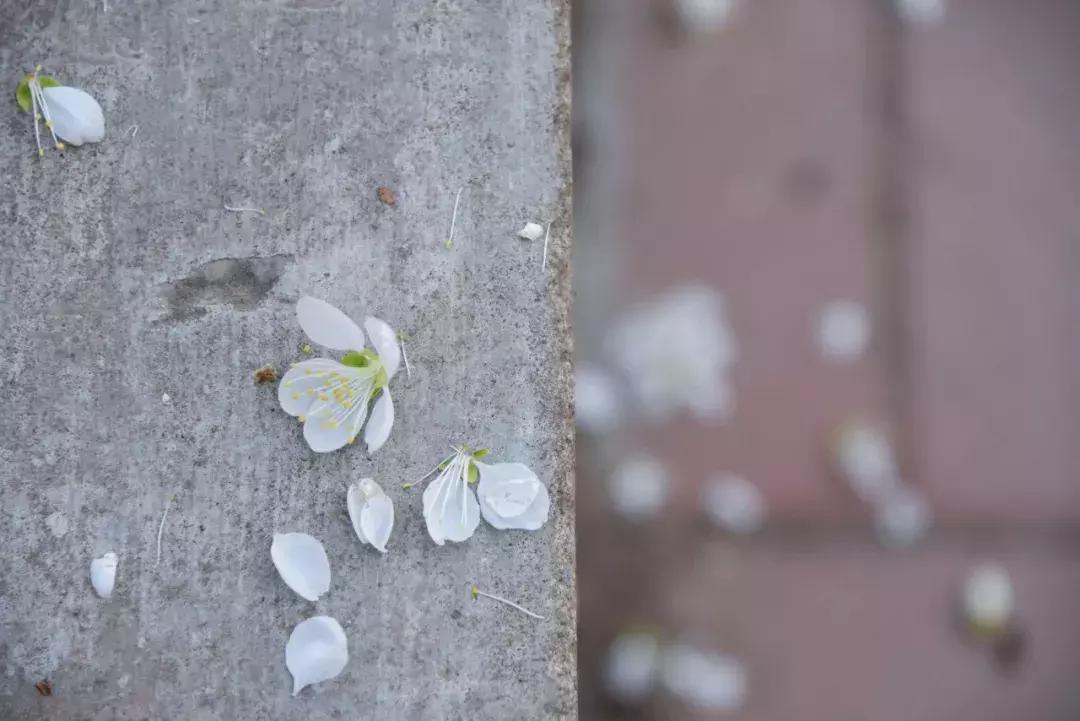 大连高校校花大pk,大连高中校花