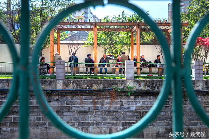 成都看日本樱花,日本哪个区看樱花最好