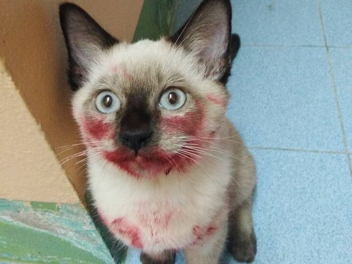 猫咪你这咬唇妆,真好看,能告诉我口红色号吗?