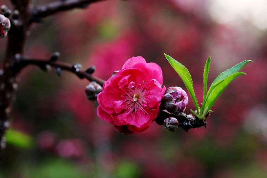 【诗词原创】王月|紫燕翩翩轻剪水桃花一朵又逢春