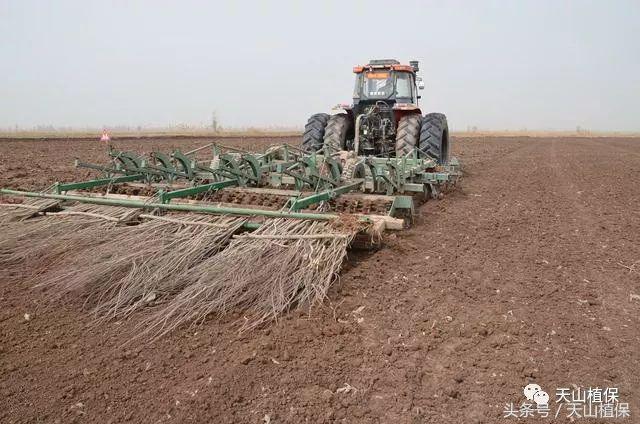 龙草净在棉田防除龙葵技术