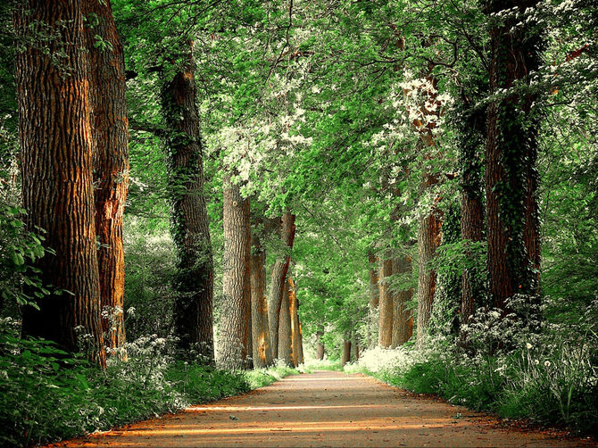 绝美林荫,绝美林荫道创意图片