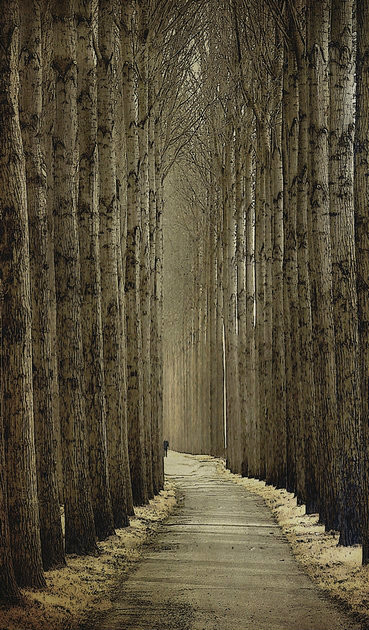 绝美林荫,绝美林荫道创意图片