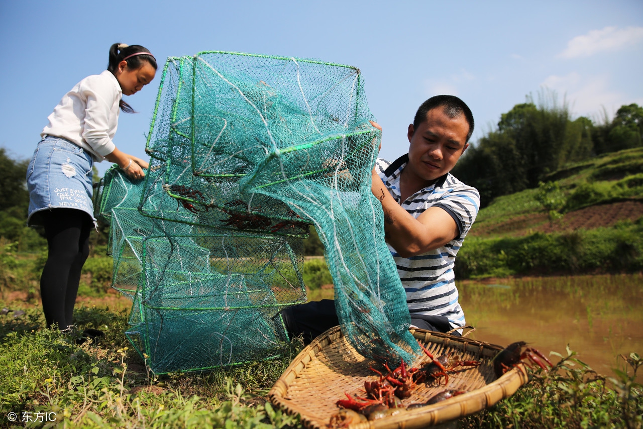 什么时候适宜捉小龙虾,在户外小龙虾怎么抓的