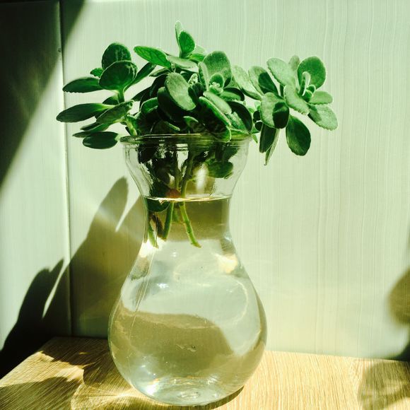 好看还有香味的多肉，每天闻一闻，快乐一整天