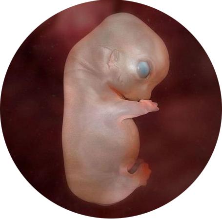 9周停止发育人工流产需要住院吗,胚胎停止发育与稽留流产的区别