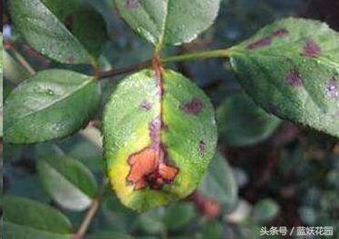 不认识这些月季病，怎能养好月季花？