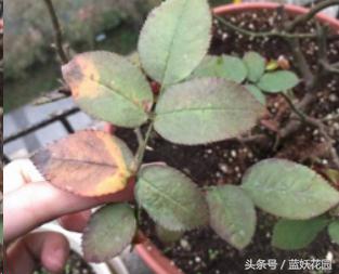 不认识这些月季病，怎能养好月季花？