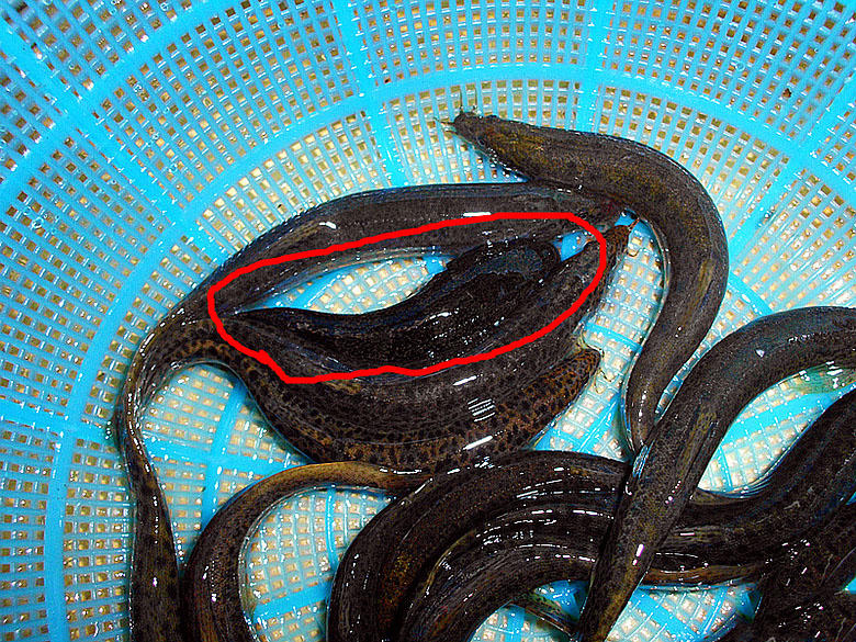 泥鳅野生及人工养泥鳅营养一样吗,野生的土泥鳅