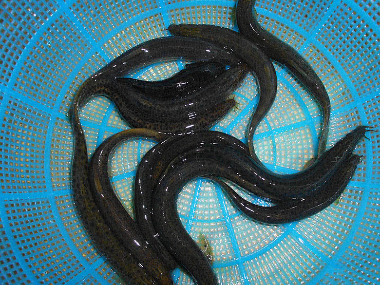 照泥鳅用什么工具,照泥鳅用什么颜色灯光好