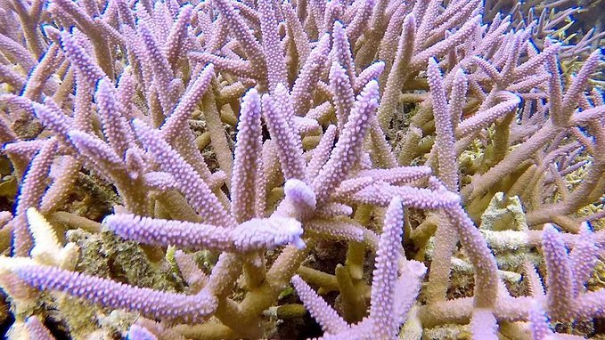 帕劳旅行的日记,帕劳的旅行日记