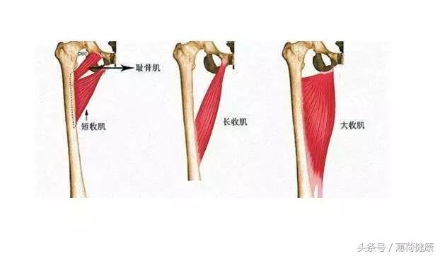 女性大腿内侧肉松弛怎么锻炼,腰和左大腿内侧肉疼什么原因