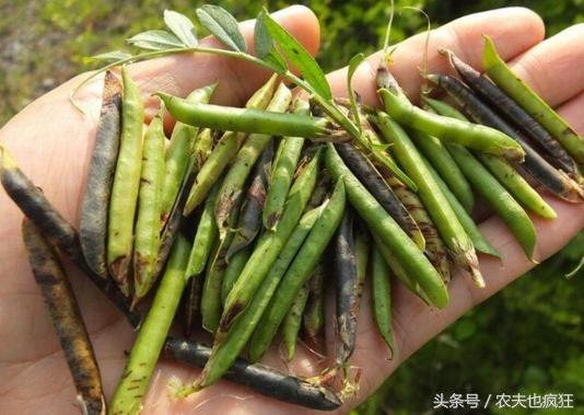 这种野果子曾是农村娃的零食,小时候有一种能吃的野草的果实