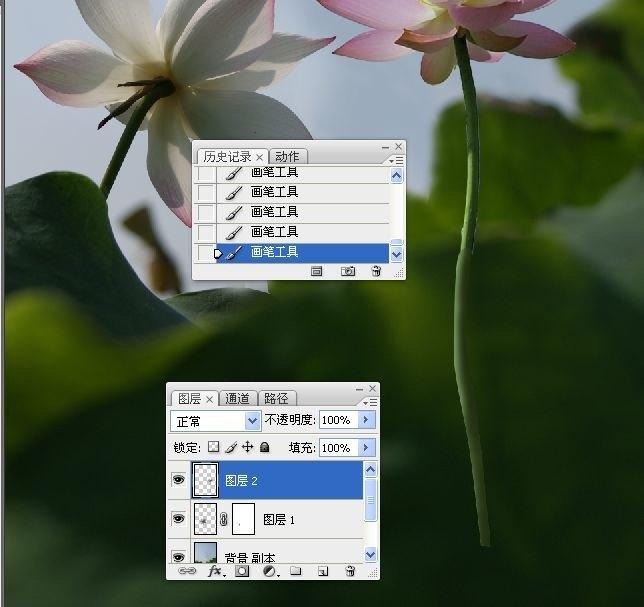 拍荷花用ps做成水墨画方法,ps怎样将拍的荷花p得漂亮免费教程