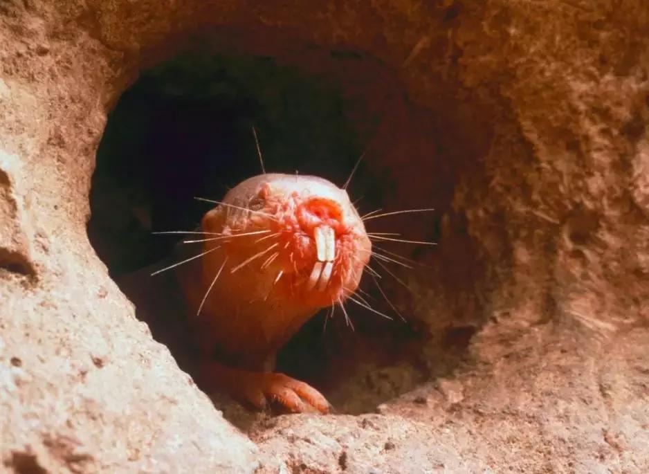 自愈能力最强的哺乳动物,唯一不会得癌症的哺乳动物